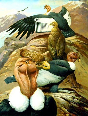 Roger Tory Peterson (American, 1908-1996), Andean Condors