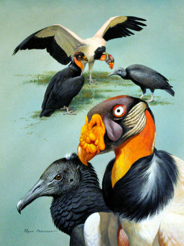 Roger Tory Peterson (American, 1908-1996), King Vultures and American Black Vulture