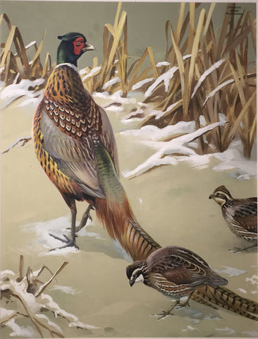 Roger Tory Peterson (American, 1908-1996), Pheasant and Quail