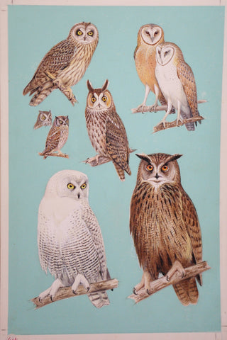 Roger Tory Peterson (1908-1996), Owls
