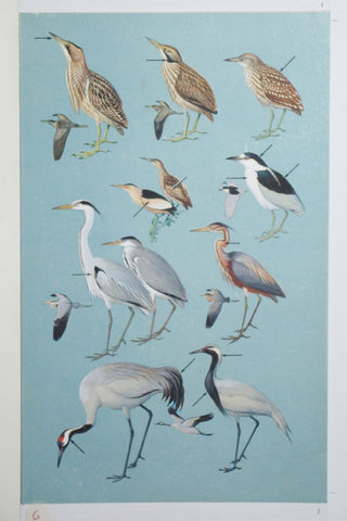 Roger Tory Peterson (1908-1996), Bitterns, Herons, Cranes