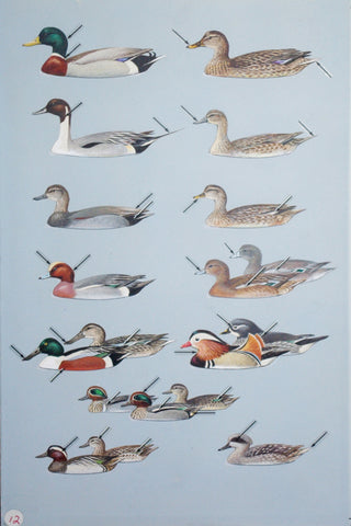 Roger Tory Peterson (1908-1996), Marsh Ducks