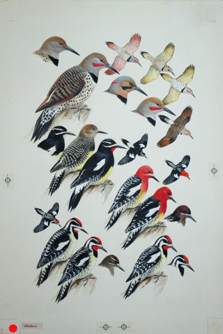 Roger Tory Peterson (1908-1996), Woodpeckers, Flickers, Sapsuckers