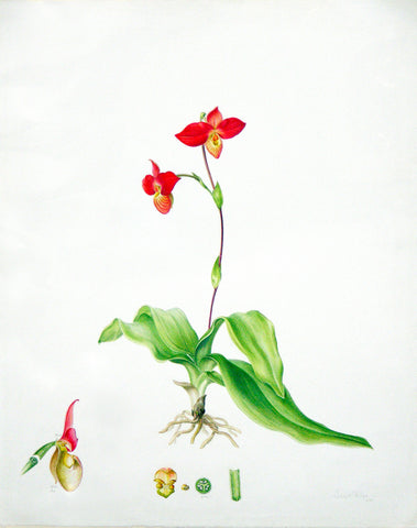 Jenny Phillips (b. 1949), Orchid