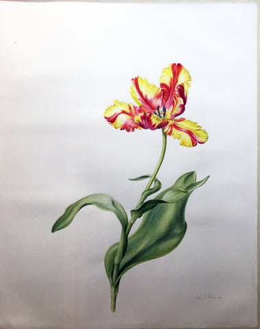 Jenny Phillips (b. 1949), Tulip