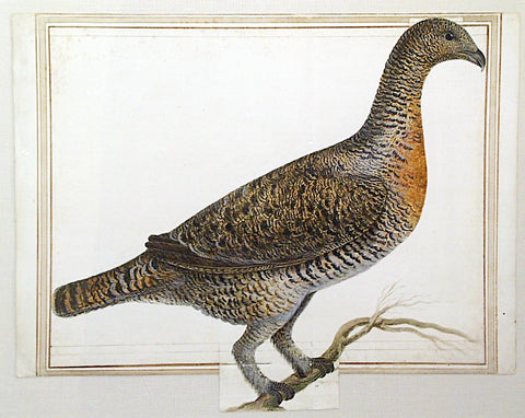 VINCENZO LEONARDI (ITALIAN, 1590-1646), Western capercaillie, Tetrao urogalius [A Female Capercaille]