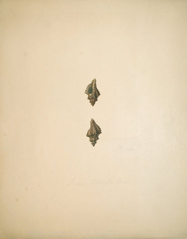 Jean-Gabriel Pretre (fl. 1824-1840) Shell Study 10