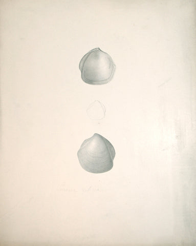 Jean-Gabriel Pretre (fl. 1824-1840) Shell Study 11