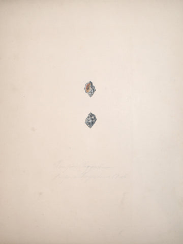Jean-Gabriel Pretre (fl. 1824-1840) Shell Study 12