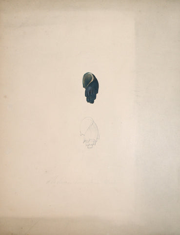 Jean-Gabriel Pretre (fl. 1824-1840) Shell Study 15
