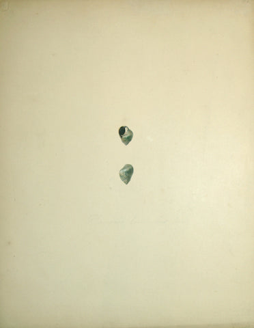 Jean-Gabriel Pretre (fl. 1824-1840) Shell Study 16
