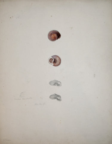 Jean-Gabriel Pretre (fl. 1824-1840) Shell Study 17