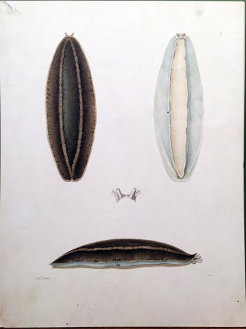 Jean-Gabriel Pretre (fl. 1824-1840) Shell Study 18