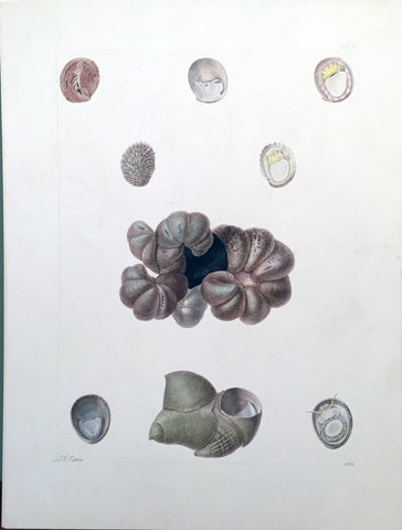 Jean-Gabriel Pretre (fl. 1824-1840) Shell Study 21