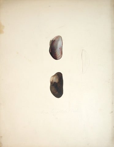 Jean-Gabriel Pretre (fl. 1824-1840) Shell Study 6