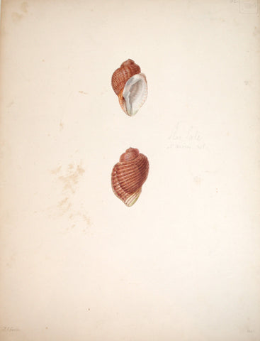 Jean-Gabriel Pretre (fl. 1824-1840) Shell Study 7