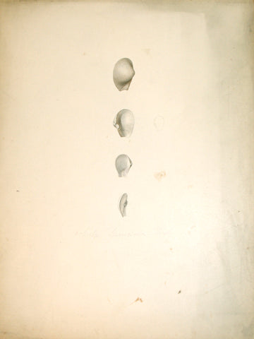 Jean-Gabriel Pretre (fl. 1824-1840) Shell Study 8