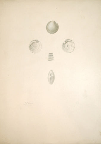 Jean-Gabriel Pretre (fl. 1824-1840) Shell Study 9