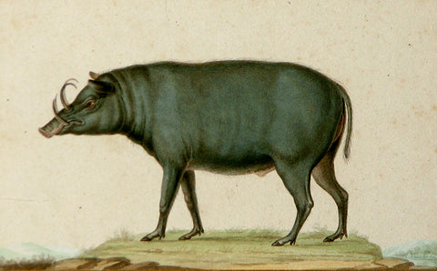 Jean-Gabriel Pretre (French, Fl. 1824-1840) Boar Study
