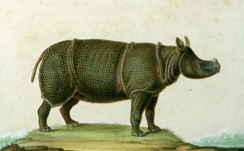 Jean-Gabriel Pretre (French, Fl. 1824-1840)) Rhino