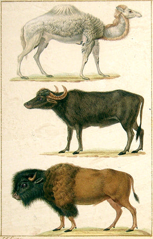 Jean-Gabriel Pretre (French, Fl. 1824-1840) Camel, Bull, Bison