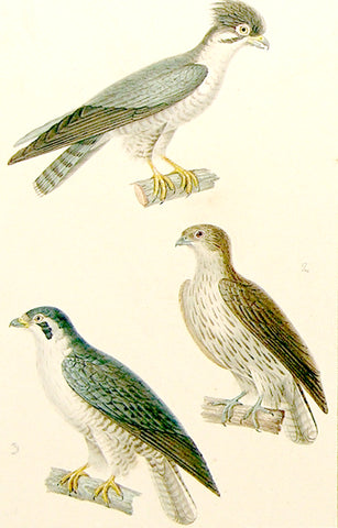 Jean-Gabriel Pretre (French, fl. 1824-1840), Bird Study [Pigeon Hawks]