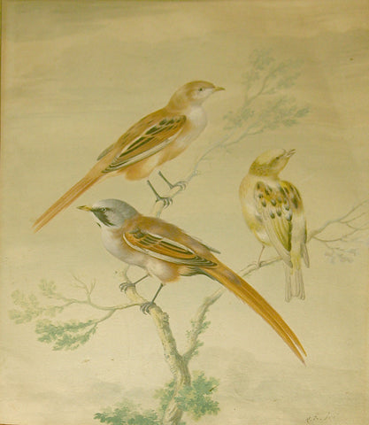 Jean-Gabriel Pretre (French, fl. 1824-1840), [Two Bearded Tits and a songbird]