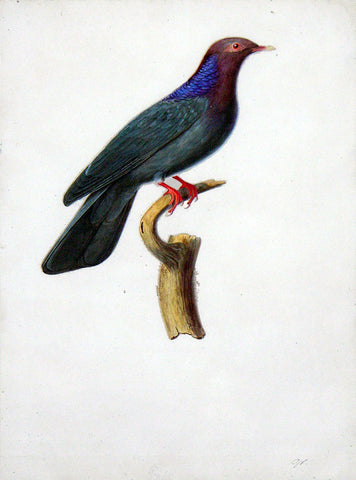 Jean-Gabriel Pretre (French, fl. 1824-1840), Violet Pigeon (Columbia Janthina)