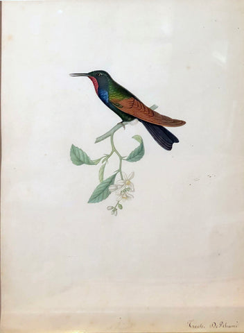 Alphonse Prevost (French, F. 1820-1850), Lamprolaima rhami [Garnet-throated Hummingbird]