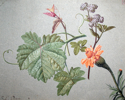 Jean Louis Prévost (c. 1760-1810), Studies of Flowers and Vineleaves