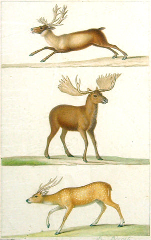 Jean Louis Prévost (French, circa 1760-1810) Reindeer, Moose and Fallow Deer