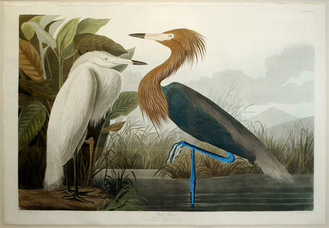JOHN JAMES AUDUBON (1785-1851), Purple Heron, PL. CCLVI