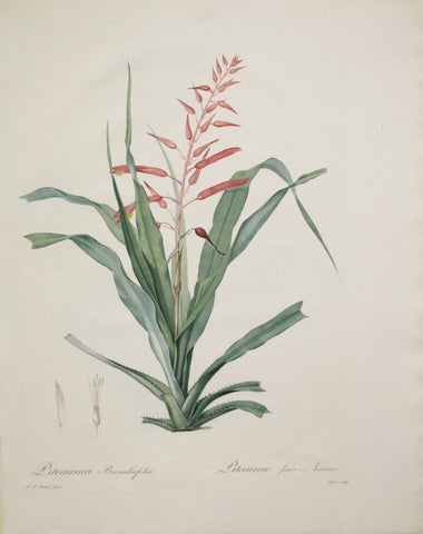 Pierre Joseph Redouté (1759-1840), Pitcarnia Bromeliafolia