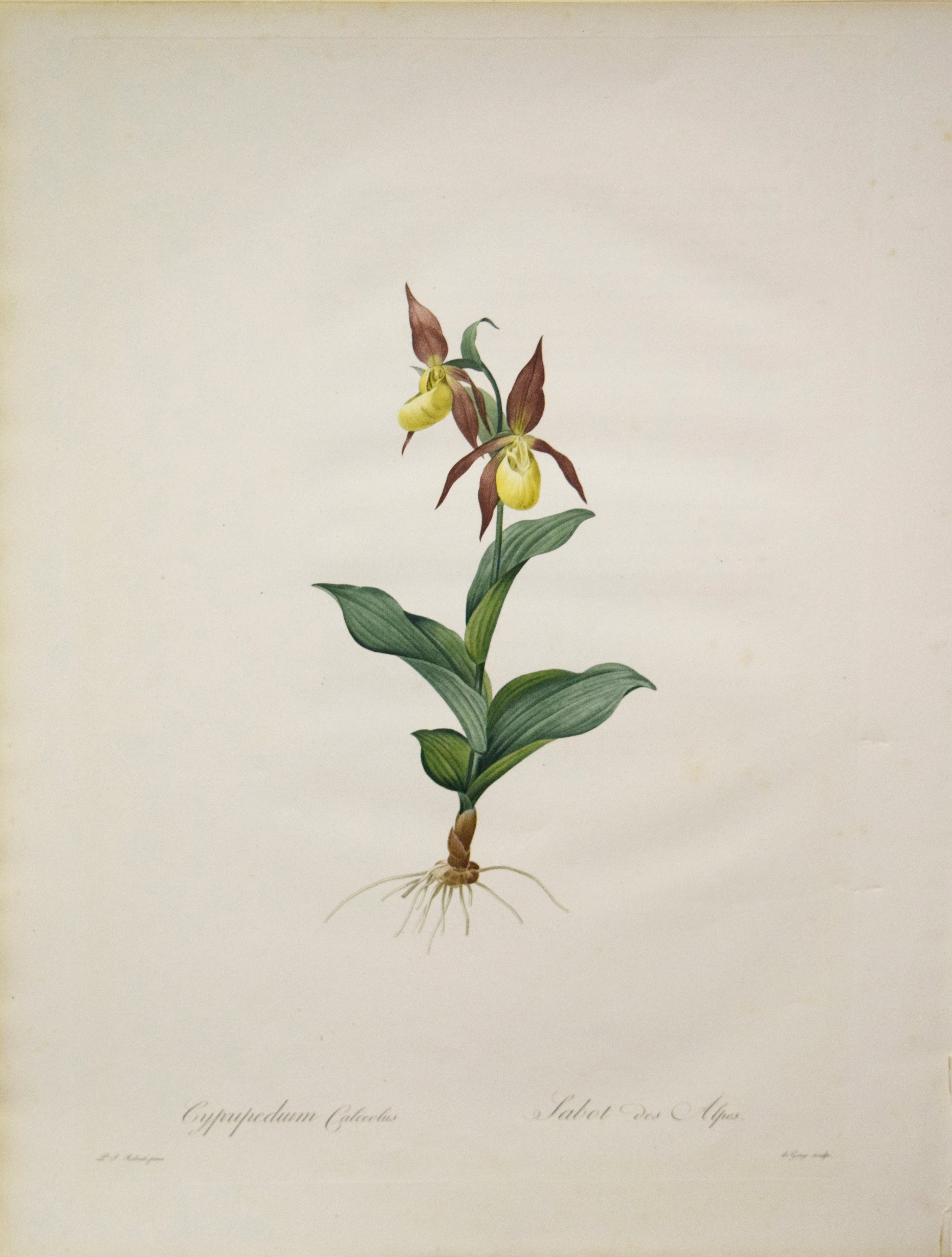redoutecypripedium19.jpg?v= redoutecypripedium19.jpg?v=