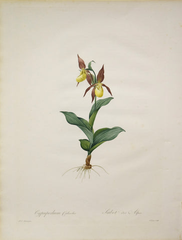 Pierre Joseph Redouté (1759-1840), Cypripedium Calceolus