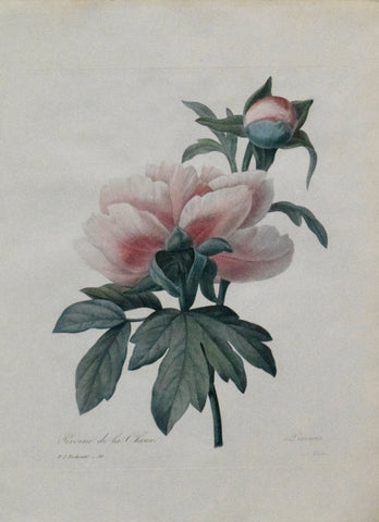 Pierre Joseph Redoute (1759-1840) Pivoine de la Chine, Paeonia