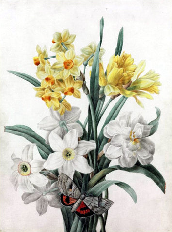 Pierre-Joseph Redouté  (Belgian, 1759-1840), A Bouquet Of Daffodils And Other Flowers With A Butterfly On The Stem