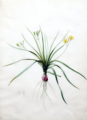 Pierre-Joseph Redouté  (Belgian, 1759-1840), “Hirsute Golden Winter Star-Grass” Hypoxia erecta