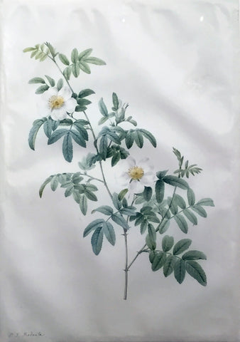 Pierre-Joseph Redouté  (Belgian, 1759-1840), “Rosa Clynophylla” (Droopy-leaved Rose/Clinophylla Thory)