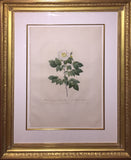 Pierre-Joseph Redouté  (Belgian, 1759-1840), “Rosa Sempervirens Leschenaultiana” (Leschenault’s Rose)
