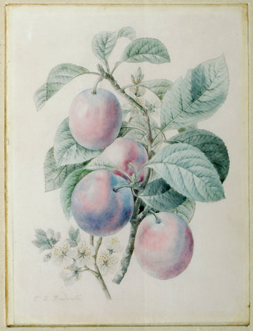 Pierre-Joseph Redouté  (Belgian, 1759-1840), Still Life with Peaches
