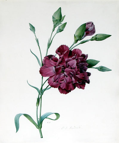 Pierre-Joseph Redouté  (Belgian, 1759-1840), A Carnation