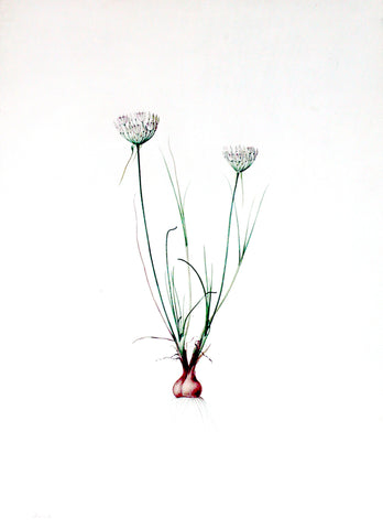 Pierre-Joseph Redouté (Belgian, 1759-1840), “Musk Leek” Allium moschatum