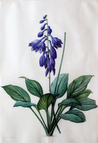 Pierre-Joseph Redouté (Belgian, 1759-1840), “Blue Plantain Lily” Hemerocallis Coerulea