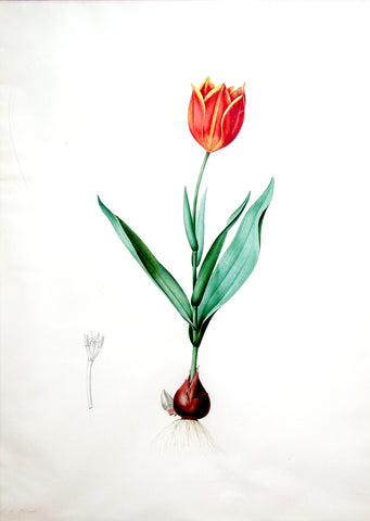 Pierre-Joseph Redouté (Belgian, 1759-1840), “Garden Tulip” Tulipa suaveolens