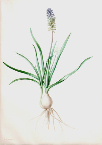 Pierre-Joseph Redouté (Belgian, 1759-1840), “Ambrosia-scented Grape Hyacinth” Muscari ambrosiacum