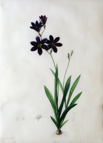 Pierre-Joseph Redouté (Belgian, 1759-1840), “Large-flowered Sparaxis” Ixia grandiflora