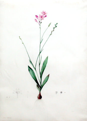 Pierre-Joseph Redouté (Belgian, 1759-1840), “Cut-leaved Anomatheca” Gladiolus junceus