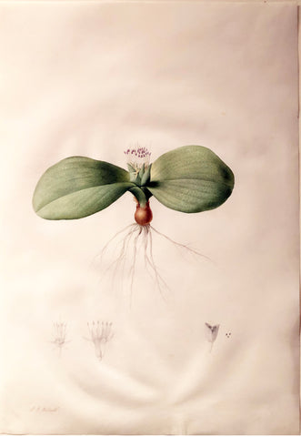 Pierre-Joseph Redouté  (Belgian, 1759-1840), “Pustulate Massonia” Massonia pustulata