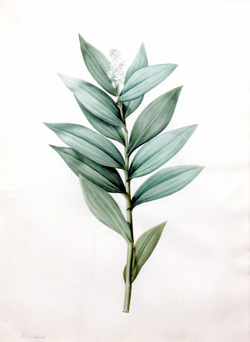 Pierre-Joseph Redouté  (Belgian, 1759-1840), “Small False Solomon’s Seal” Smilacina stellata